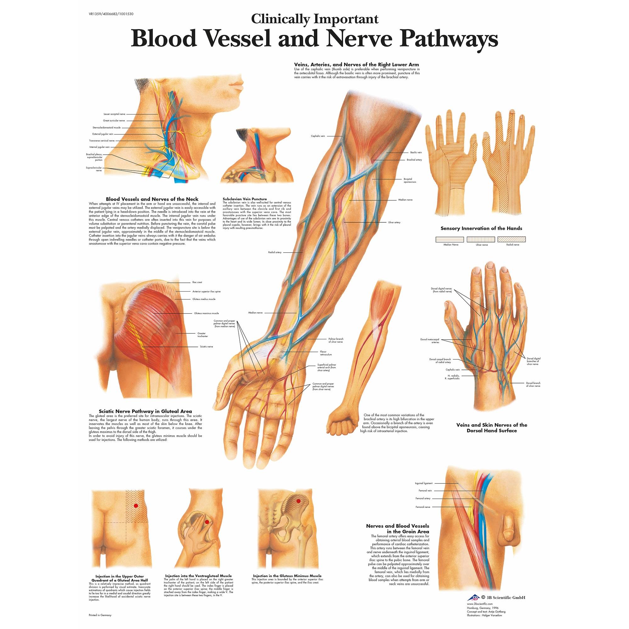 3B Scientific Blood Vessel, Nerve Pathways Chart