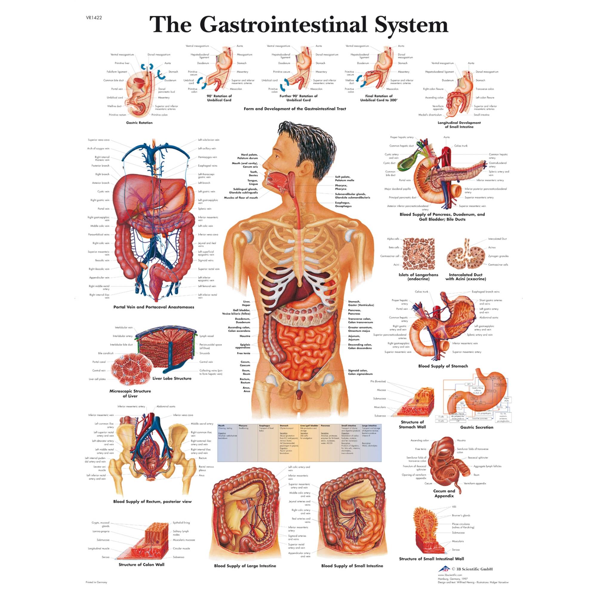 3B Scientific The Gastrointestinal System Chart