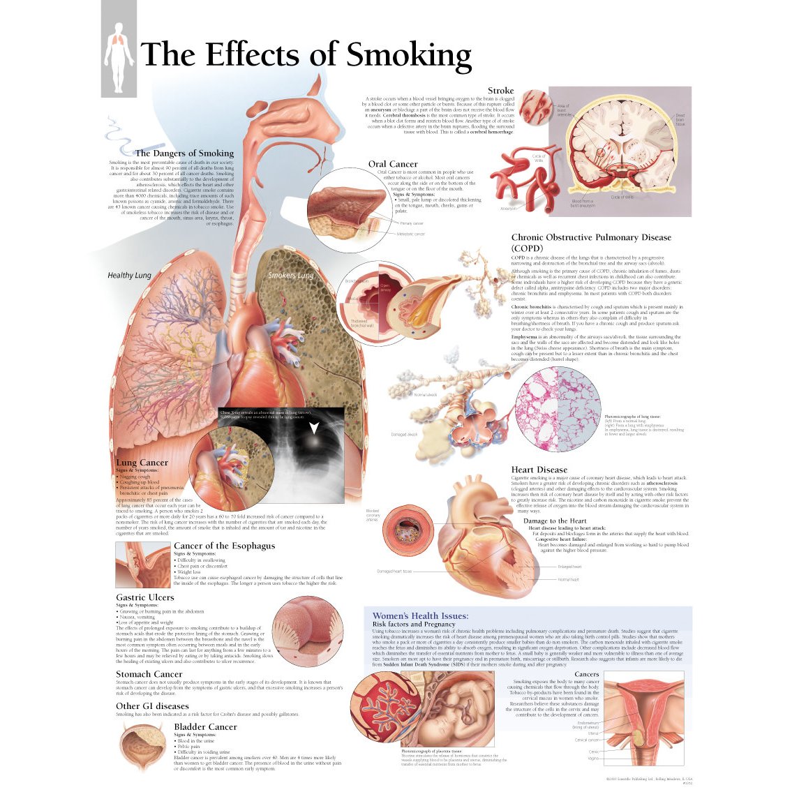 Scientific Publishing The Effects Of Smoking Chart