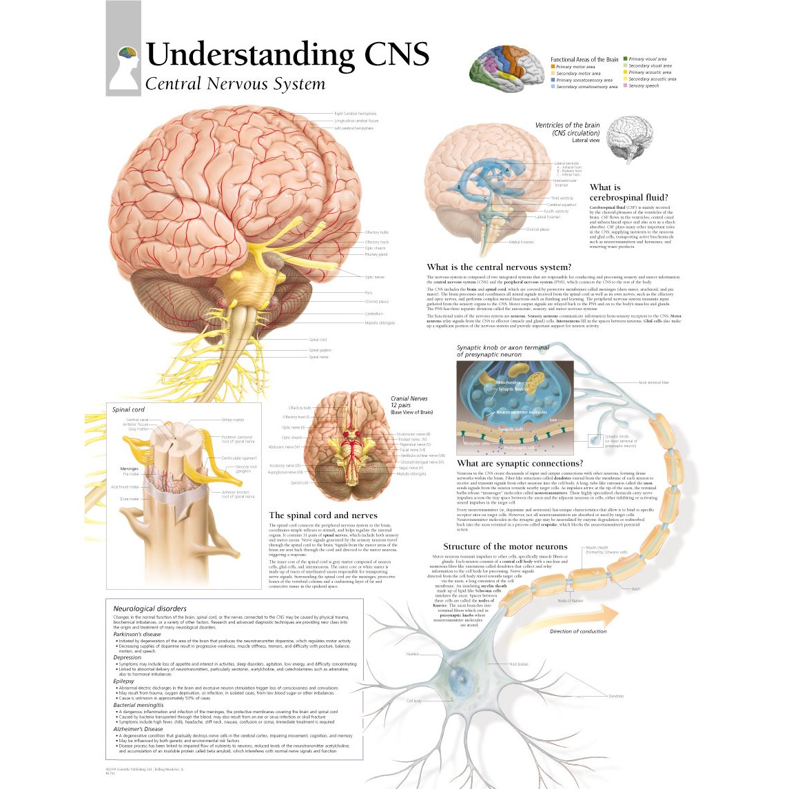 scientific-publishing-understanding-central-nervous-system-chart
