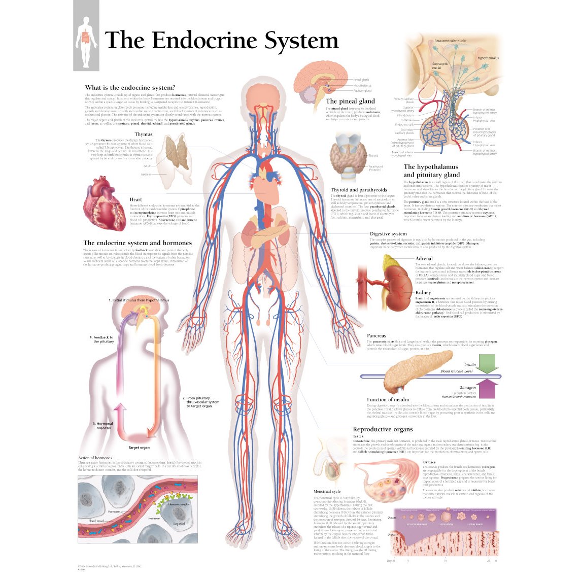 2800 The Endocrine System Chart 