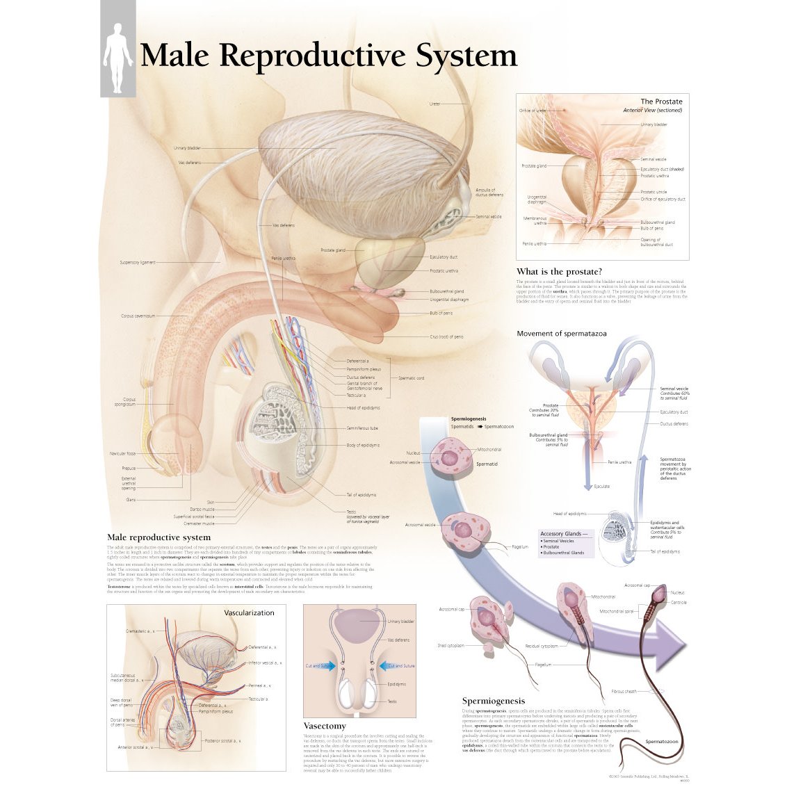 what is male and female reproductive system
