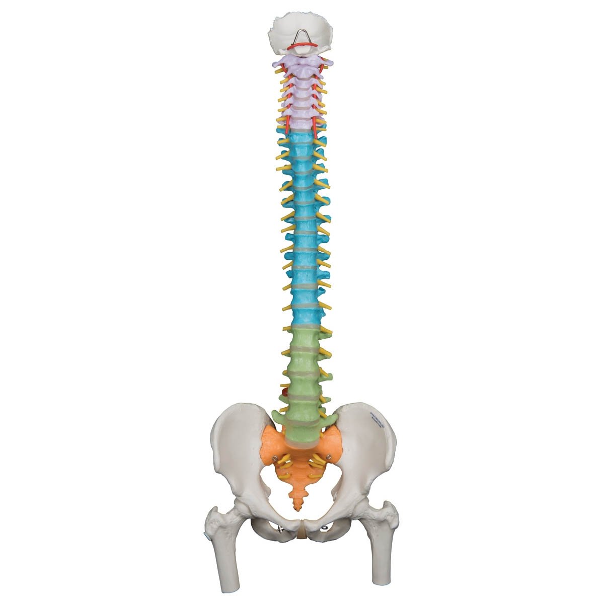 3B Scientific A58/9 Didactic Flexible Spine With Femur Heads 3B Smart Anatomy