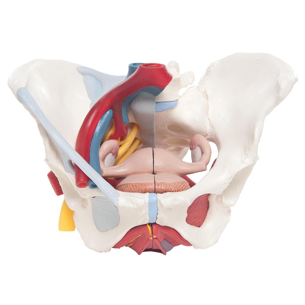 Life Size Female Pelvis Anatomy Model With Ligaments Vessels Nerves And