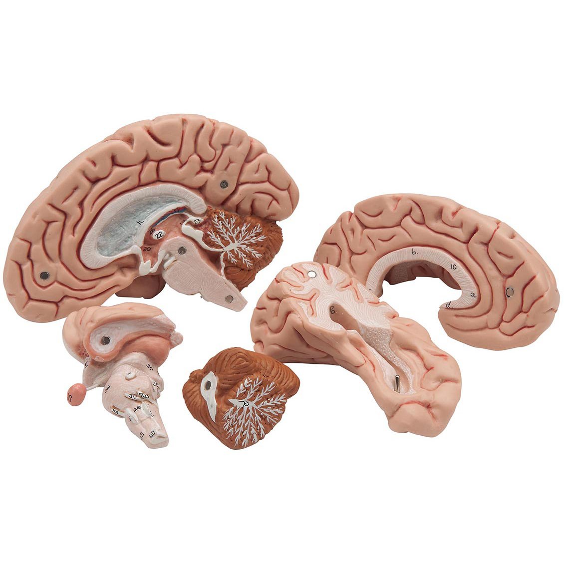 brain model labeled