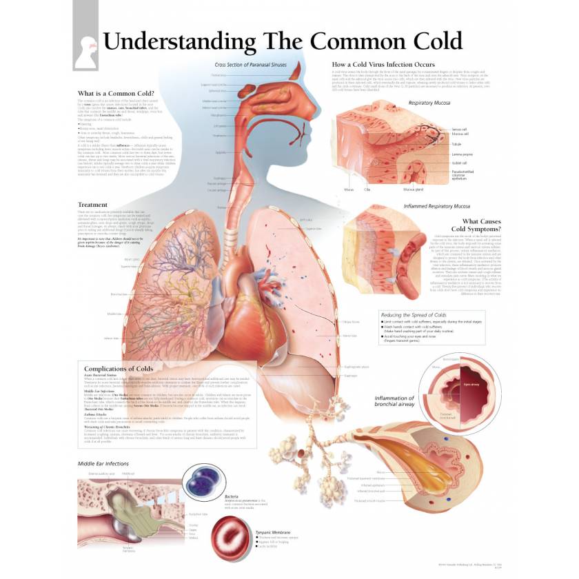 Understand The Common Cold Chart
