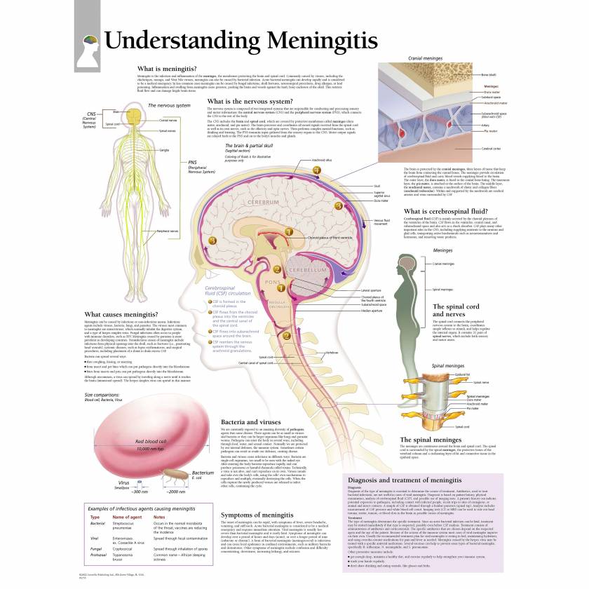 Scientific Publishing Understanding Meningitis Chart