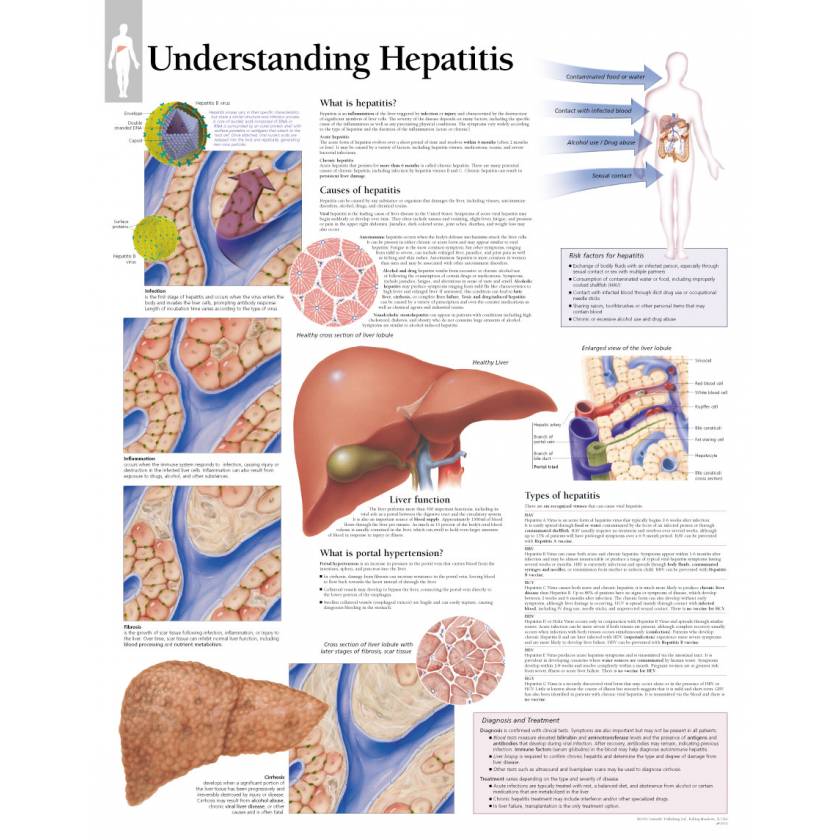 Understanding Hepatitis Chart