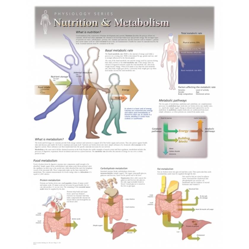 Nutrition & Metabolism Laminated