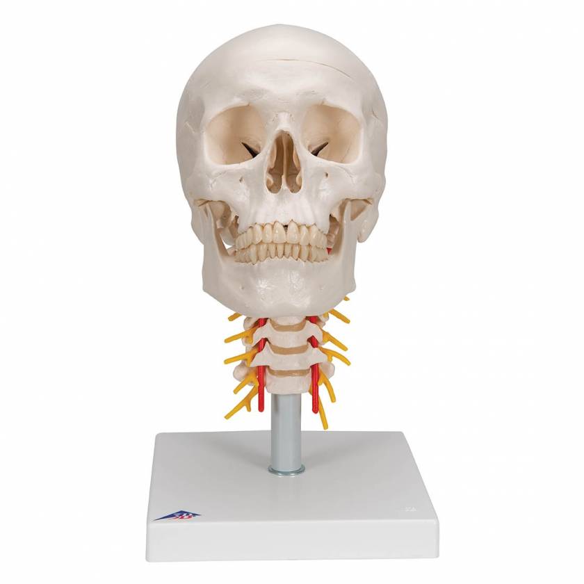 Human Skull with Cervical Vertebrae (4-Part) - 3B Smart Anatomy