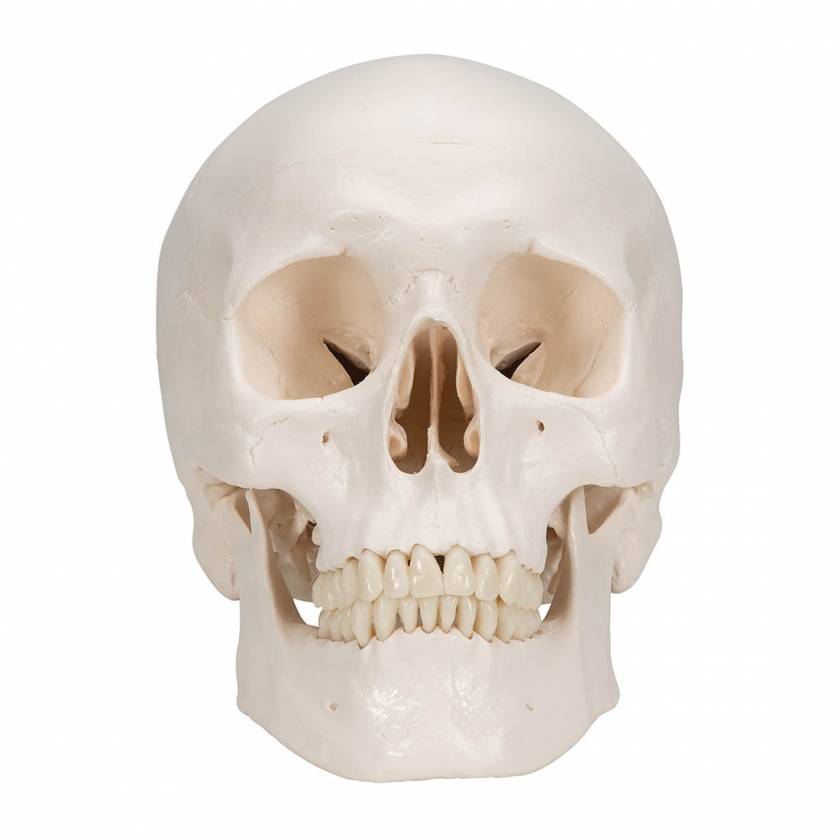 Classic 3-Part Human Skull with 5-Part Brain - 3B Smart Anatomy