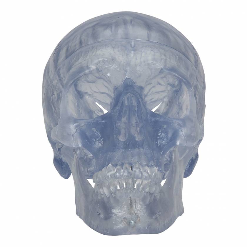 Classic Human Skull - Transparent (3-Part) - 3B Smart Anatomy