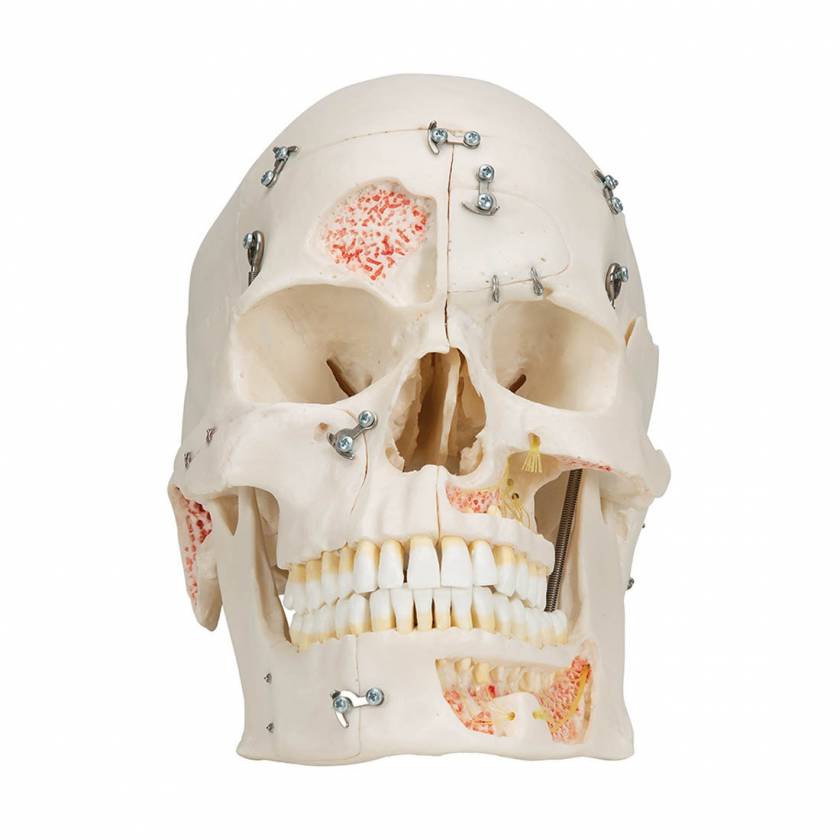 Deluxe Human Demonstration Skull (10-Part) - 3B Smart Anatomy