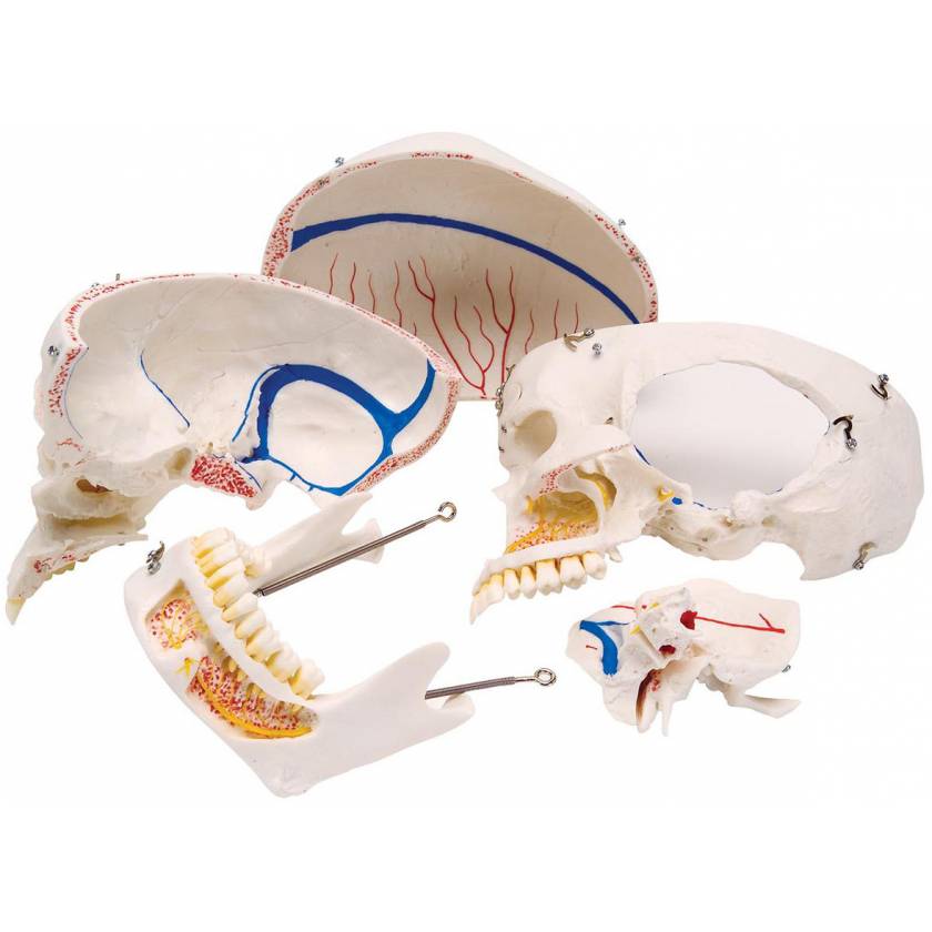 3B Scientific A27 10-Part Deluxe Human Demonstration Skull