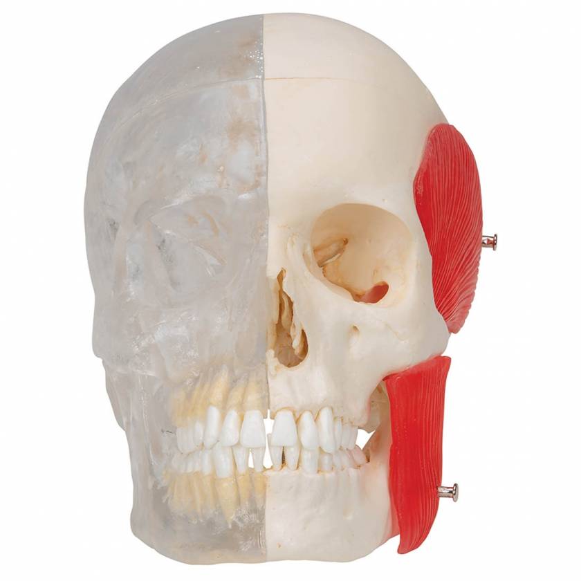 BONElike Human Skull - Half Transparent & Half Bony (8-Part) - 3B Smart Anatomy