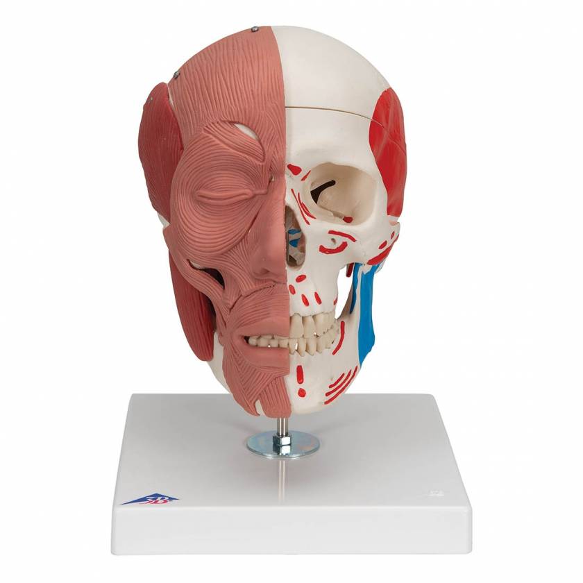 3B Scientific Adult Human Skeleton - includes 3B Smart Anatomy