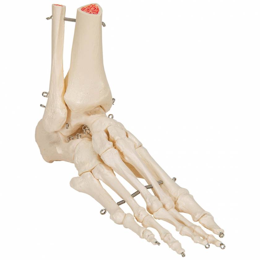 Rigid Skeletal Foot Model with Portion of Tibia and Fibula - 3B Smart Anatomy