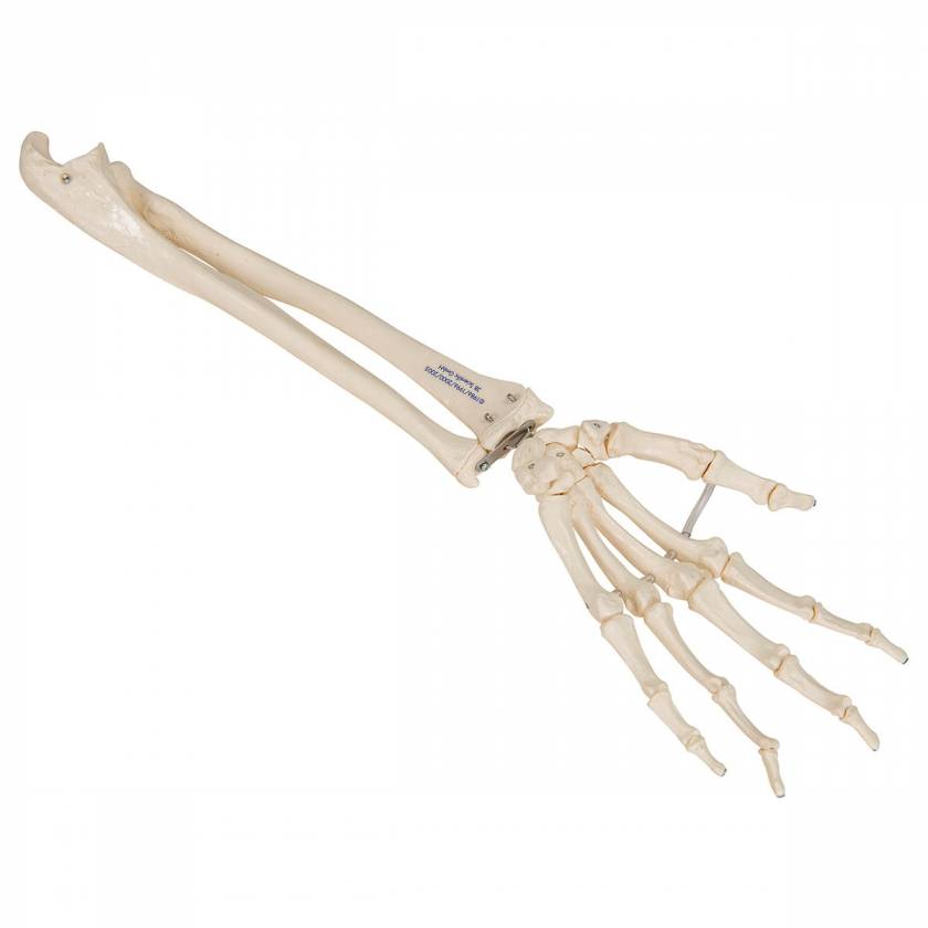 Loose Hand Skeleton with Portions of Ulna and Radius - 3B Smart Anatomy