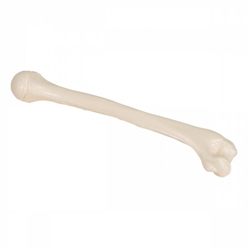 3B Scientific Arm Bone Models - 3B Smart Anatomy