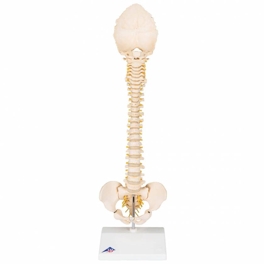 BONElike Child's Vertebral Column Model - 3B Smart Anatomy