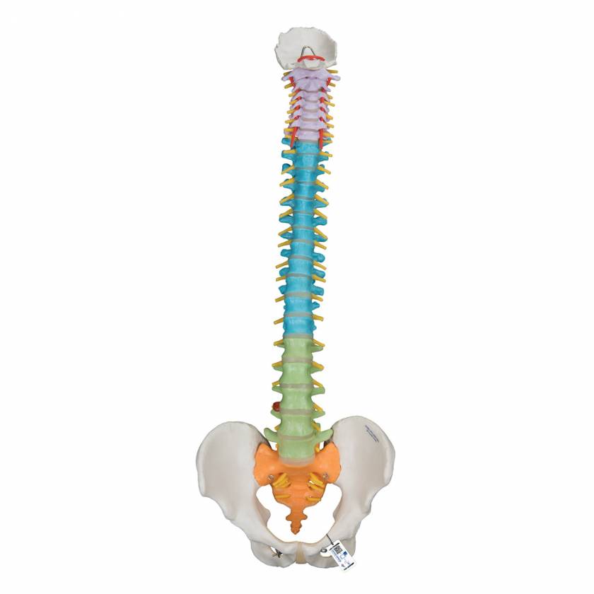 Didactic Flexible Spine Model - 3B Smart Anatomy