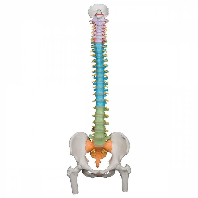 Didactic Flexible Spine Model With Femur Heads - 3B Smart Anatomy