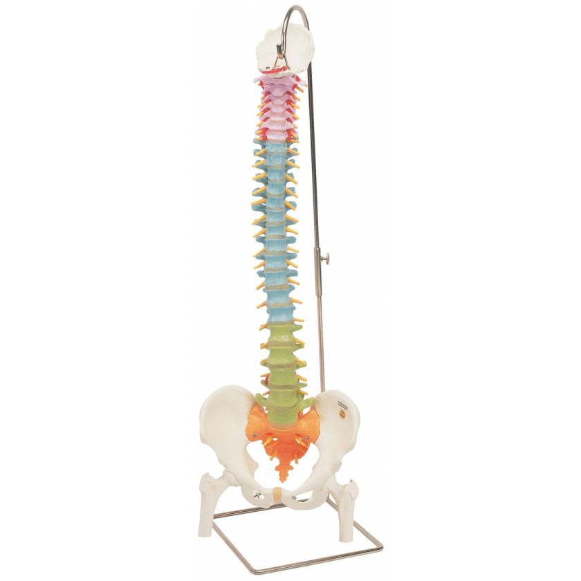 3B Scientific A58/9 Didactic Flexible Spine With Femur Heads 3B Smart ...