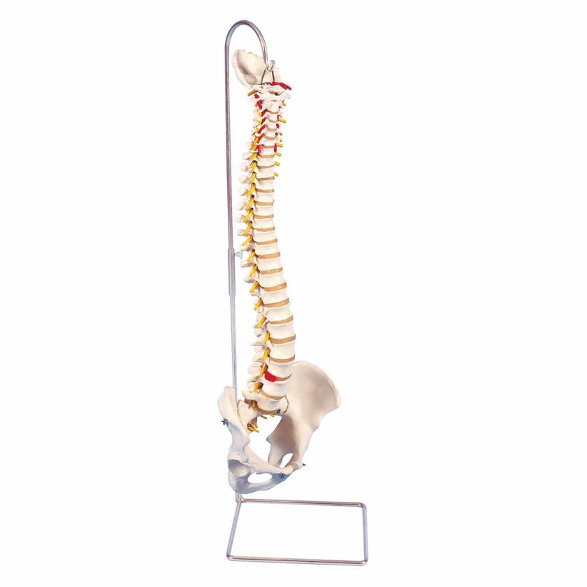 3B Smart Anatomy A59-1 Highly Flexible Spine Model