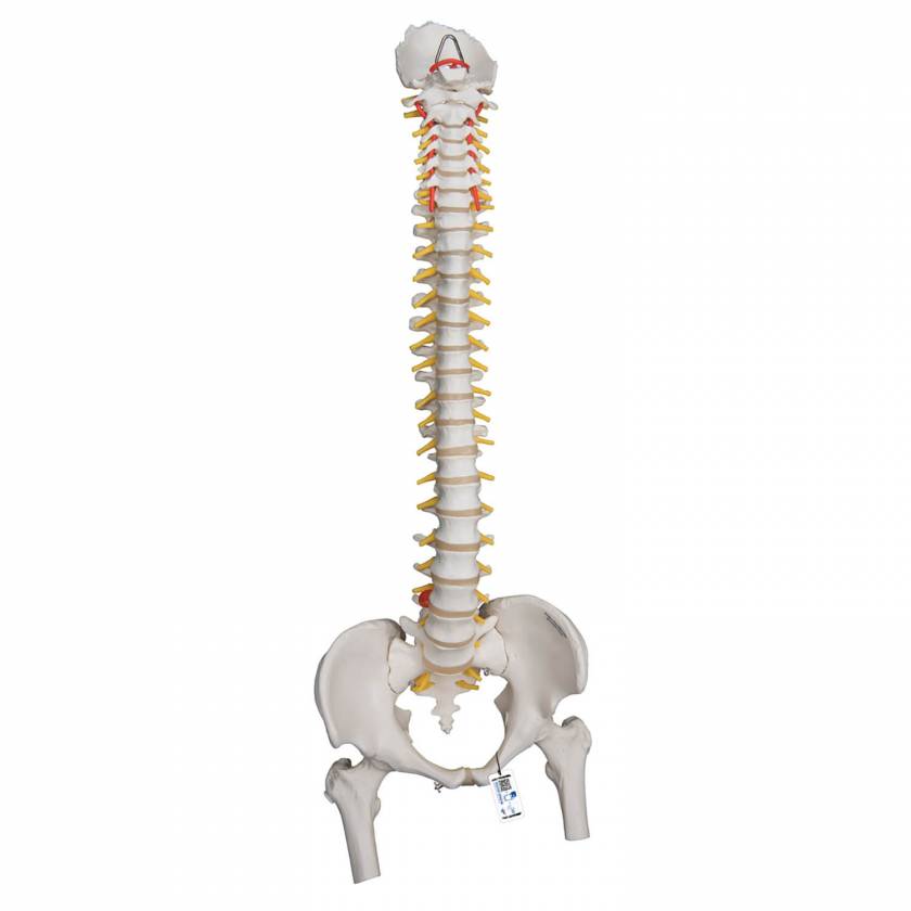 Highly Flexible Spine Model with Femur Heads - 3B Smart Anatomy