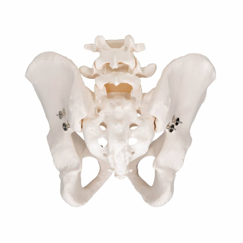 3B Smart Anatomy Male Pelvic Skeleton Model A60