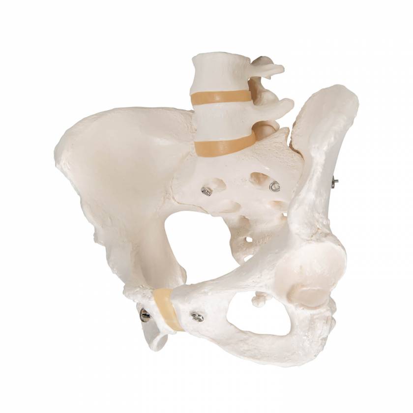 3B Smart Anatomy A61 Female Pelvic Skeleton Model