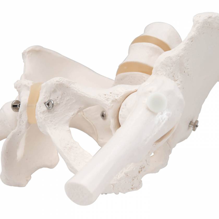 3B Smart Anatomy A62 Female Pelvic Skeleton With Movable Femur Heads