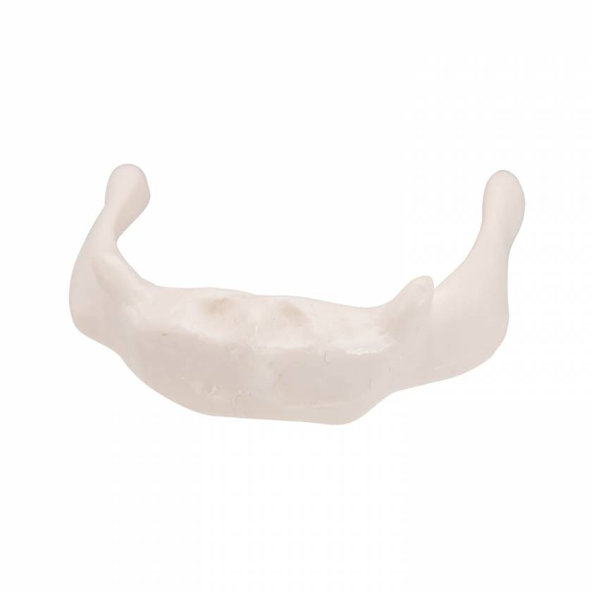 3B Smart Anatomy A71-9 Hyoid Bone Model on Stand