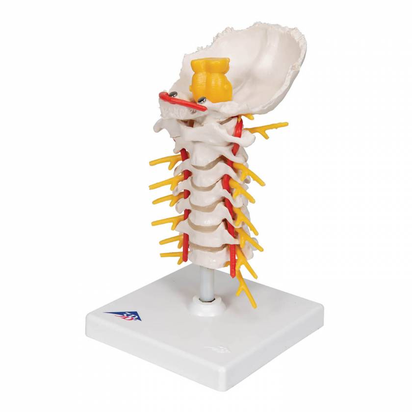 3B Smart Anatomy A72 Flexible Cervical Vertebral Column Model