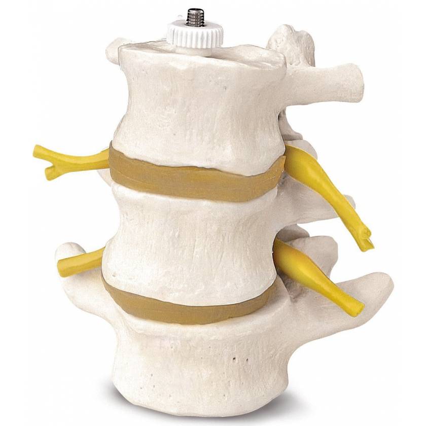 3 Lumbar Vertebrae Flexibly Mounted