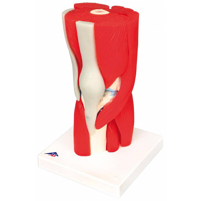 Knee Joint with Removable Muscles 12-Part