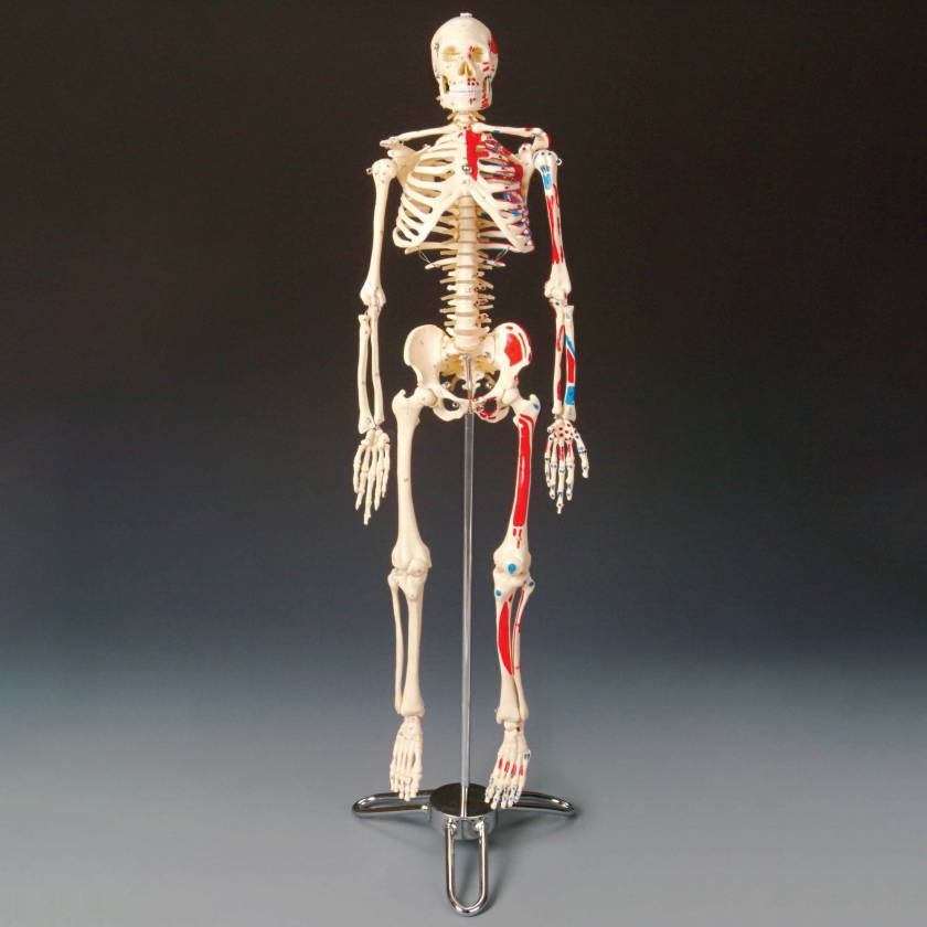 CMS65 Painted and Numbered Big Tim Skeleton with Stand