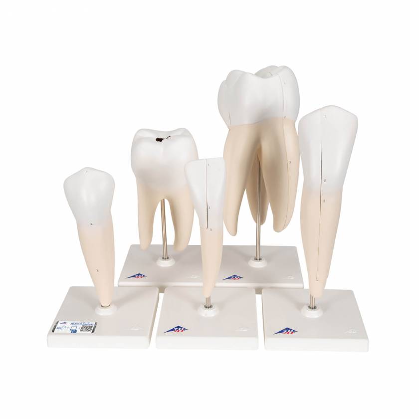 Classic Tooth Model Series (5 Models) - 3B Smart Anatomy