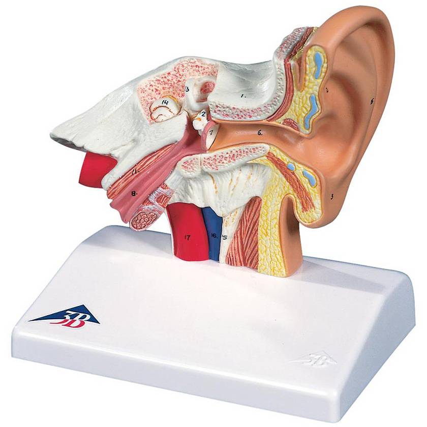 Ear Model for Desktop - 1.5 Times Life-Size