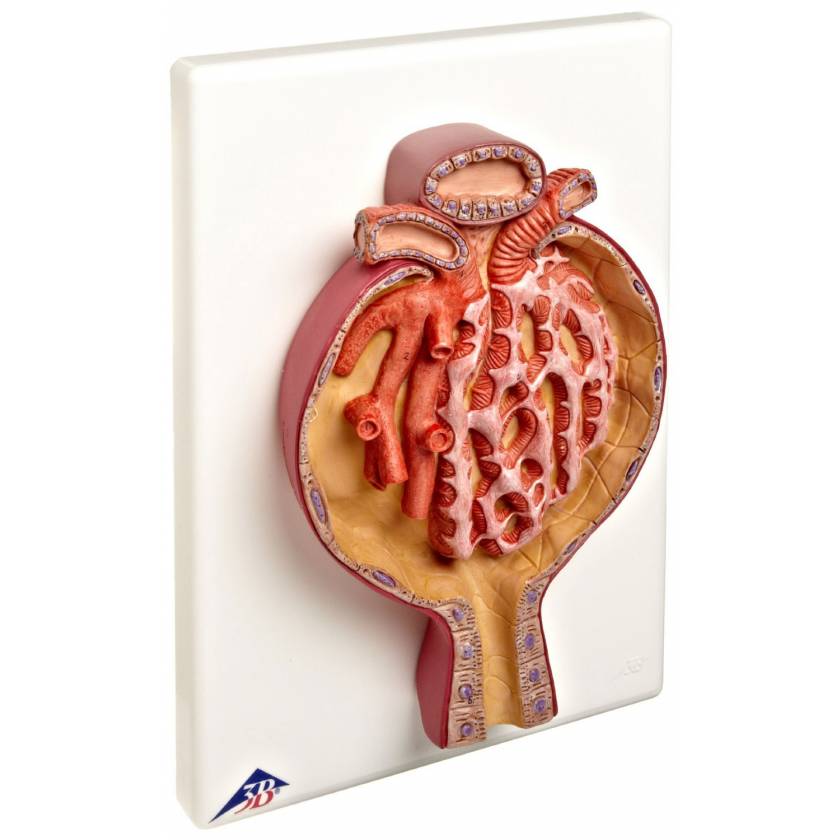Malpighian Corpuscle of Kidney - 700 Times Full-Size