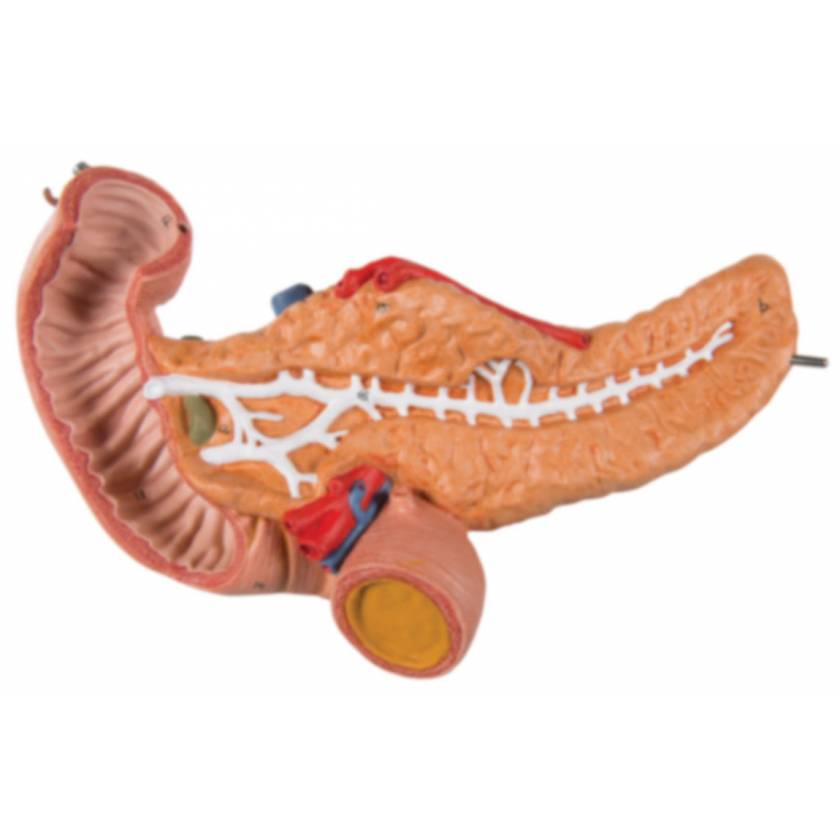 Stomach Model 3 Part 3B Scientific K16