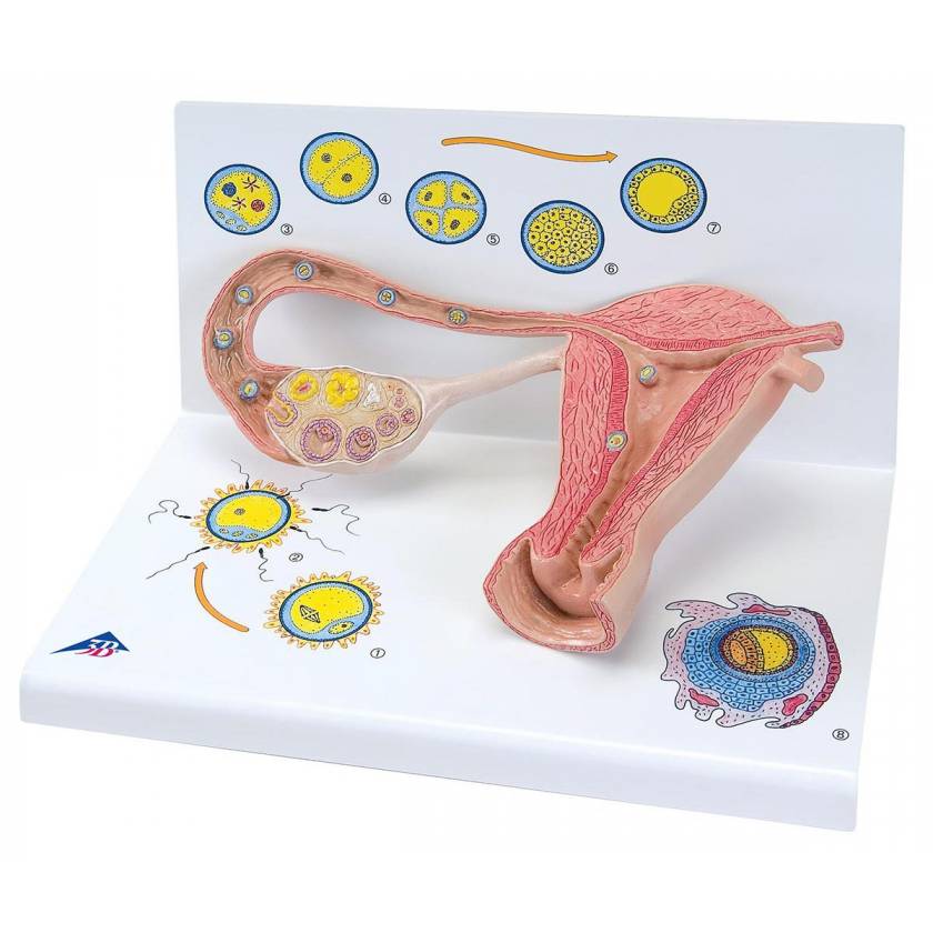 Stages of Ovum Development/Fertilization - 2 Times Magnification