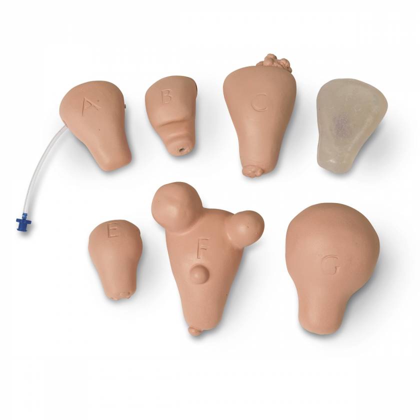 Life/form Replacement Uterus - Set of 7