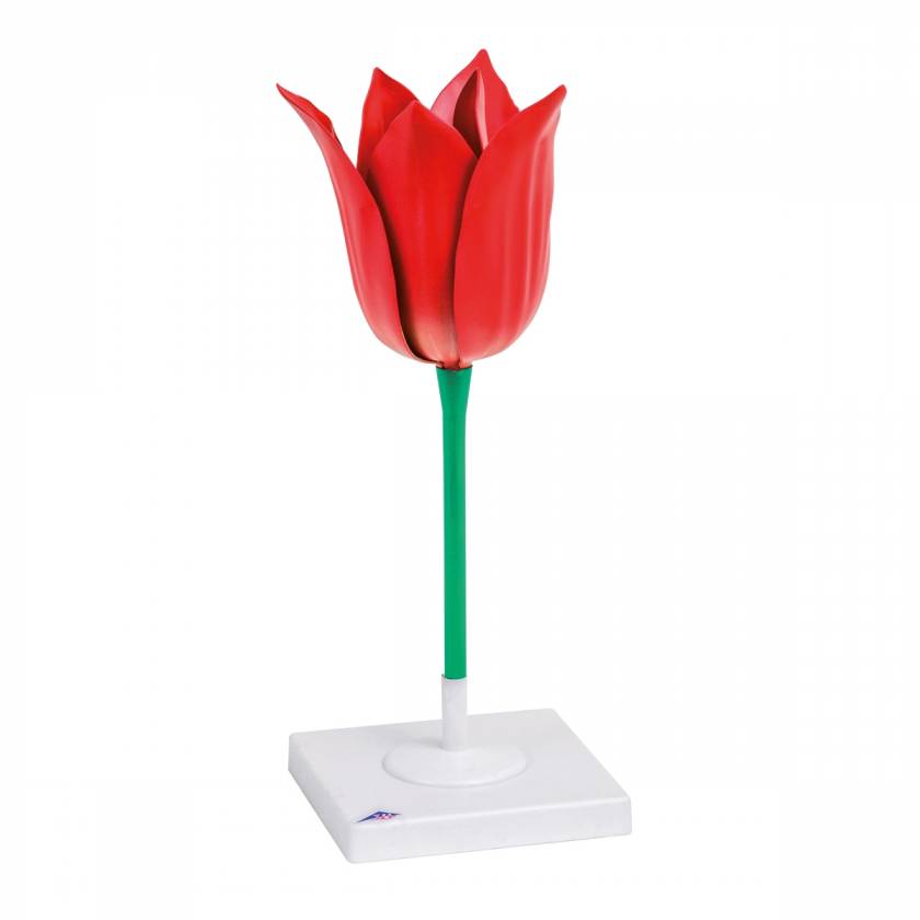 Tulip Flower (Tulipa gesneriana) Model