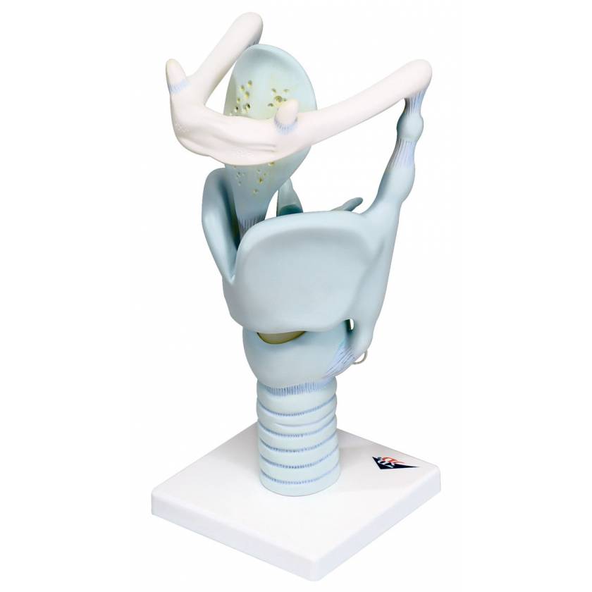 Functional Larynx 3 Times Full-Size