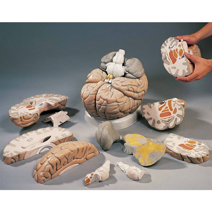 Giant Brain Model 14-Part 2.5 Times Full-Size