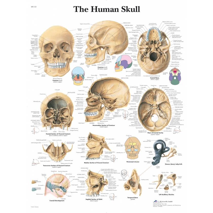 The Human Skulls Chart