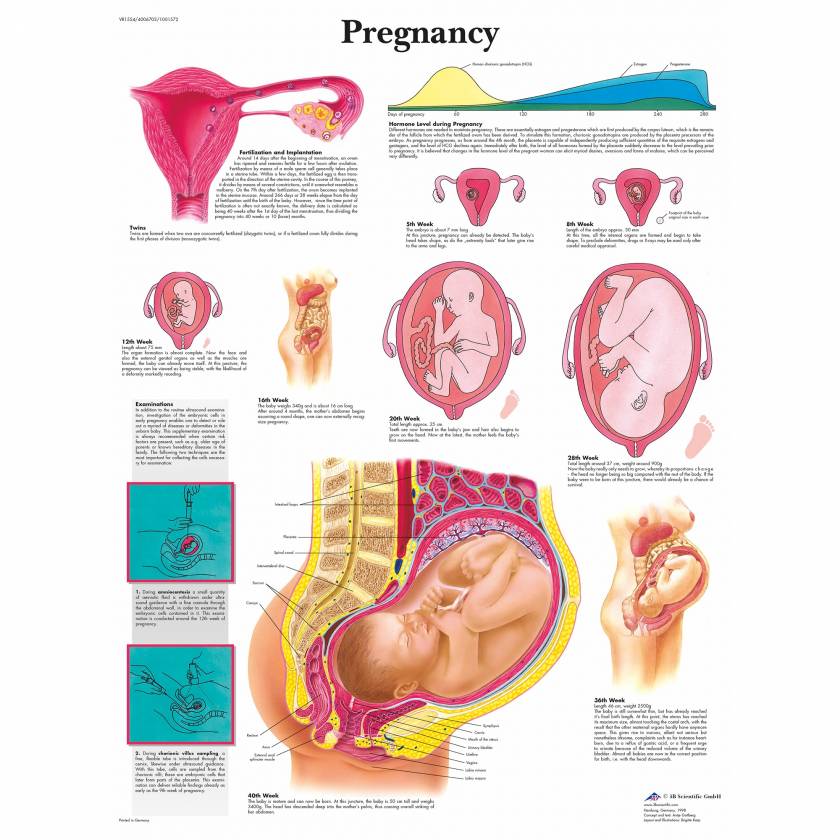 Pregnancy Chart