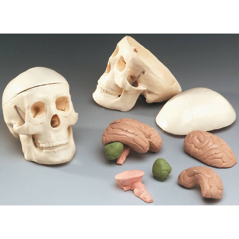 Mr Thrifty Miniature Skull with 8-Part Brain