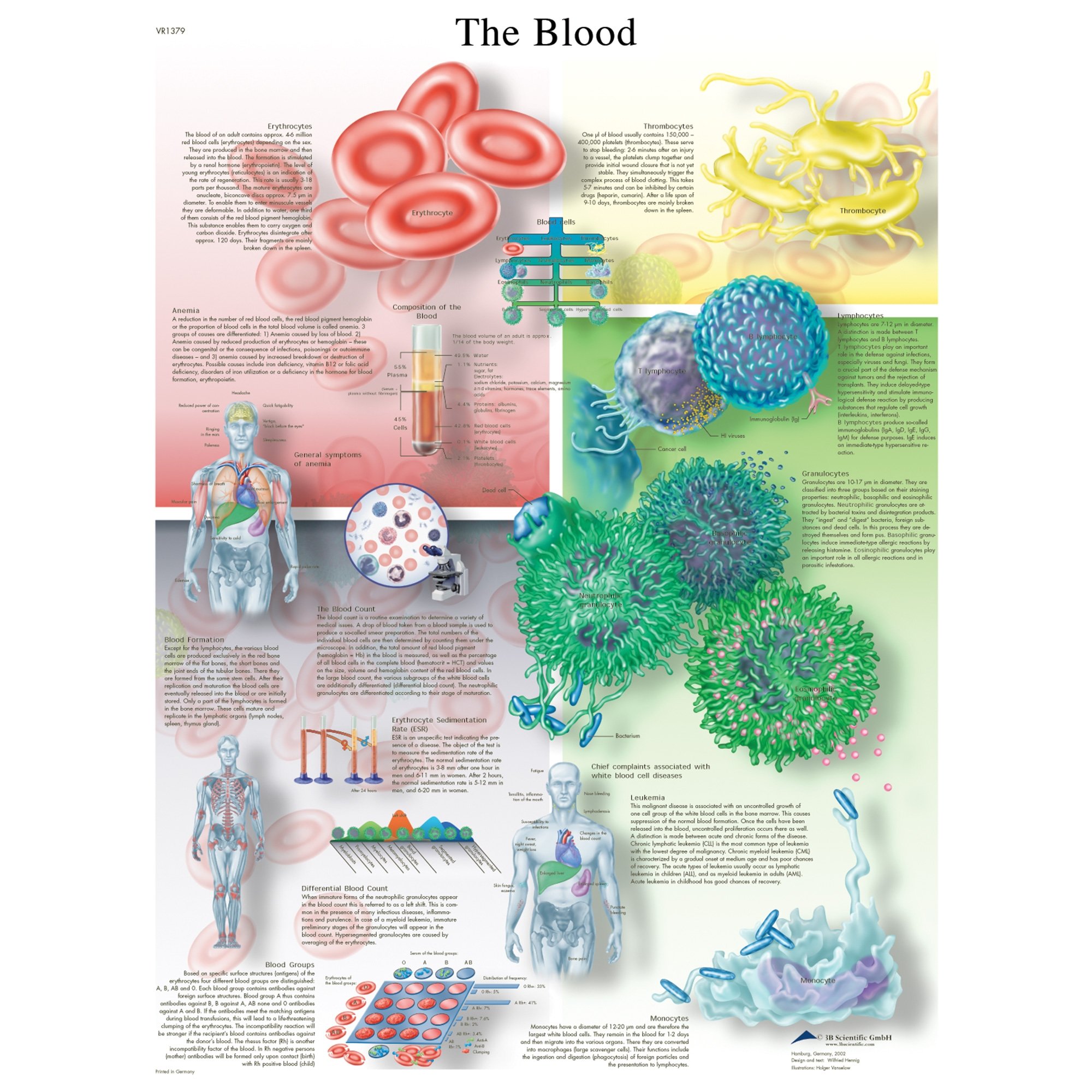 3B Scientific The Blood Chart